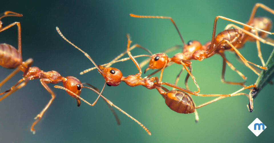 πώς να απαλλαγείτε από τα μυρμήγκια