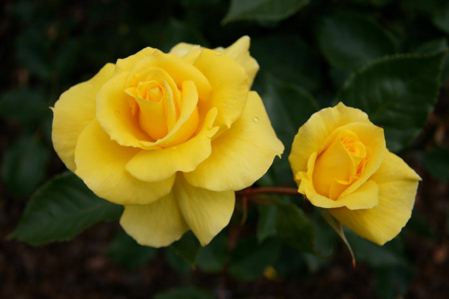 σύμβολο κίτρινου τριαντάφυλλου